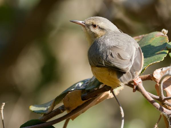 Long-billed crombec (Sylvietta rufescens)